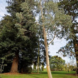 Snow gum Niphophila - Seeds