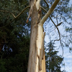 Snow gum Niphophila - Seeds