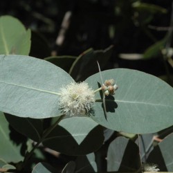 Omeo gum - Seeds