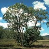 Omeo gum - Seeds