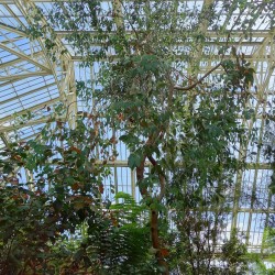 Morrisby's gum - Seeds