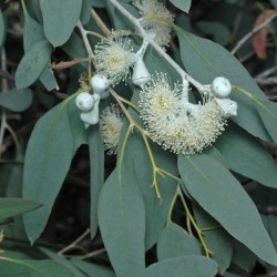 Morrisby's gum - Seeds