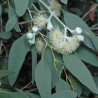 Morrisby's gum - Seeds
