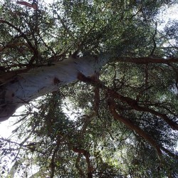Yellow tasmanian gum - Seeds