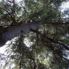 Yellow tasmanian gum - Seeds