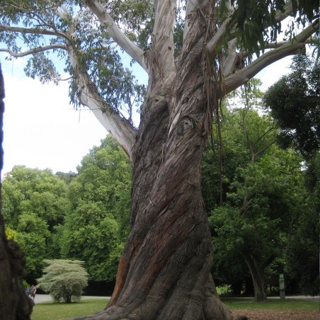 Alpine ash - Seeds