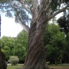 Alpine ash - Seeds