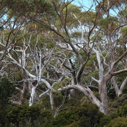 Tasmanian snow gum - Seeds