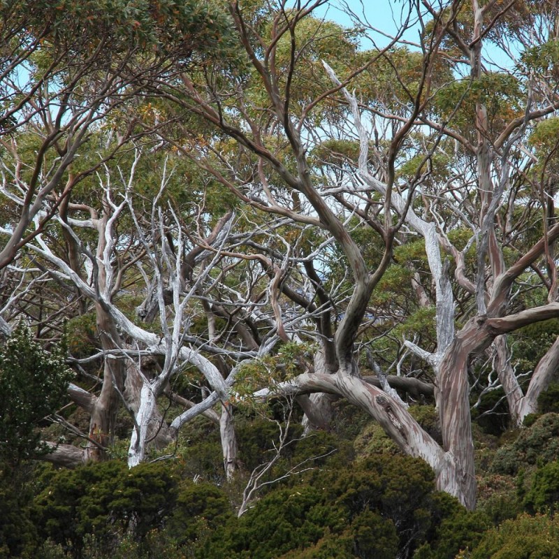 Tasmanian snow gum - Seeds