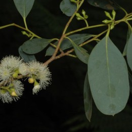 Mountain swamp gum - Seeds