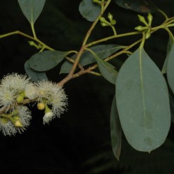 Mountain swamp gum - Seeds
