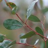 Mountain swamp gum - Seeds