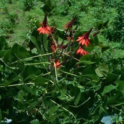 Erythrina arborescens - Seeds