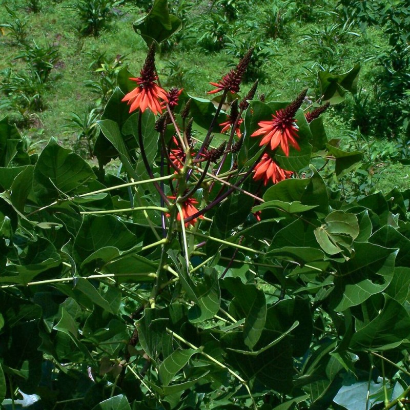 Erythrina arborescens - Seeds
