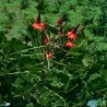 Erythrina arborescens - Seeds