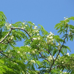 Guanacaste - Seeds