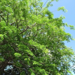 Guanacaste - Seeds