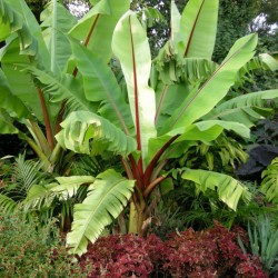 False banana - Seeds