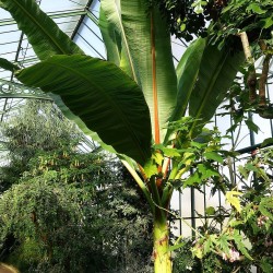 False banana - Seeds