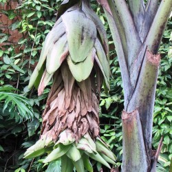 Snow banana - Seeds