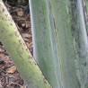Snow banana - Seeds