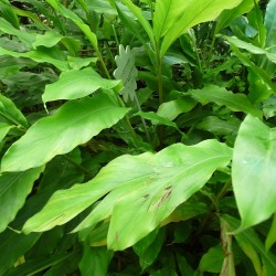 Green cardamom - Seeds