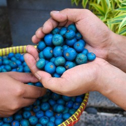 Rudraksha tree - Seeds