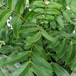 Rudraksha tree - Seeds