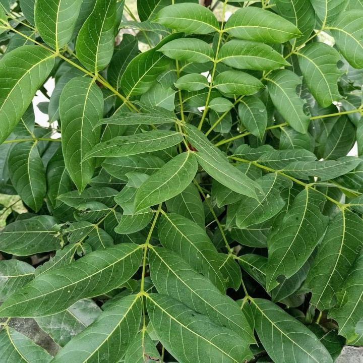 Rudraksha tree - Seeds