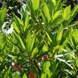 Blue quandong - Seeds