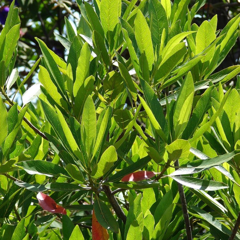 Blue quandong - Seeds