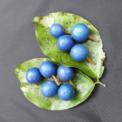 Blue quandong - Seeds