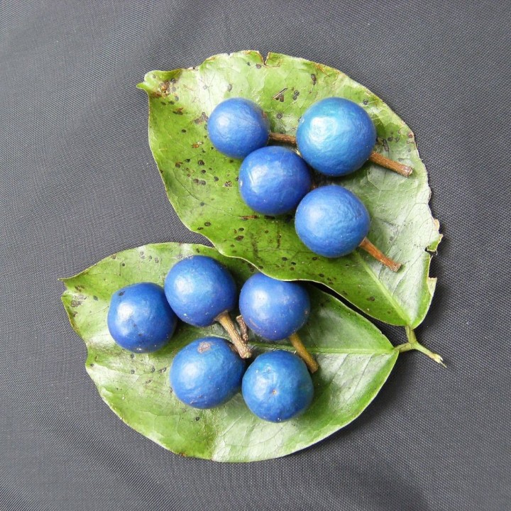 Blue quandong - Seeds
