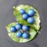 Blue quandong - Seeds