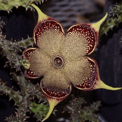 Edithcolea grandis - Seeds