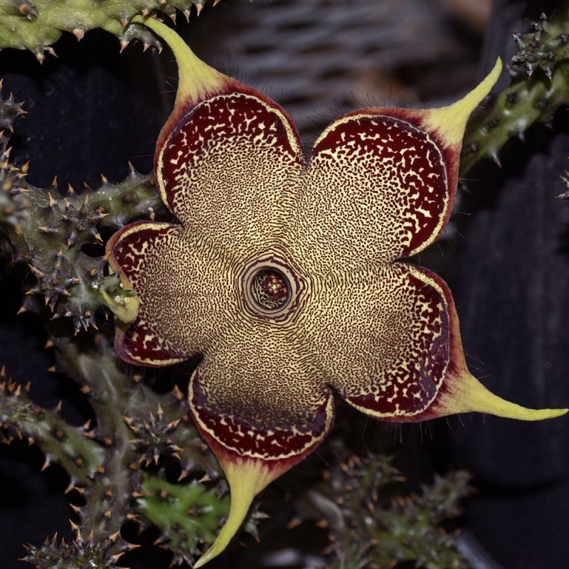Edithcolea grandis - Seeds