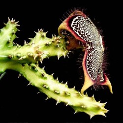 Edithcolea grandis - Seeds