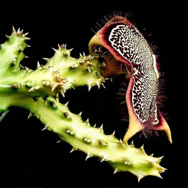 Edithcolea grandis - Seeds