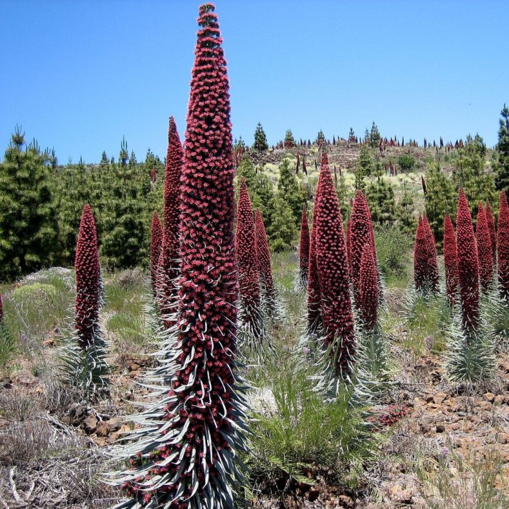 Tower of jewels - Seeds