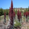 Tower of jewels - Seeds