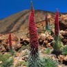 Tower of jewels - Seeds