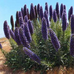 Pride of Madeira - Seeds