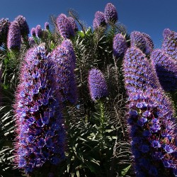Pride of Madeira - Seeds