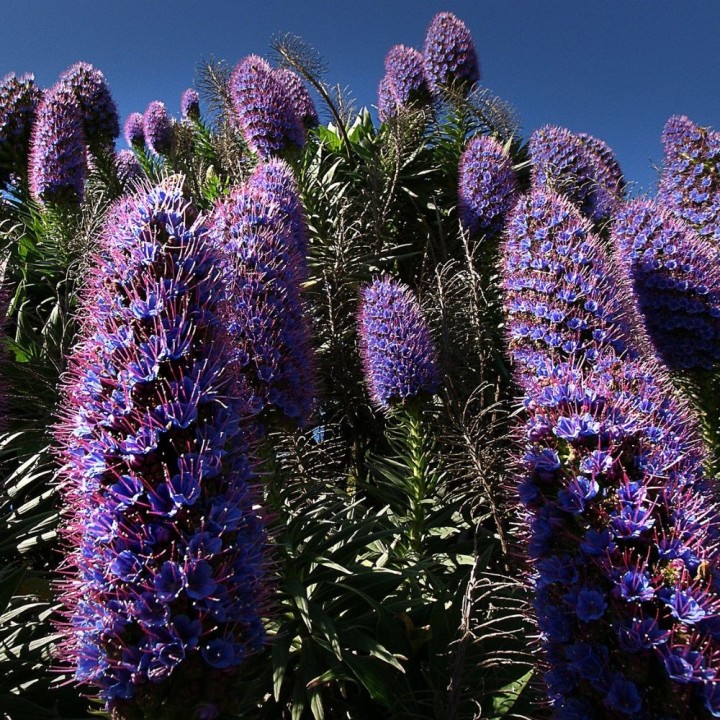 Pride of Madeira - Seeds