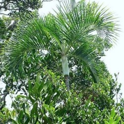 Sand Palm - Seeds