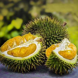 Durian - Seeds