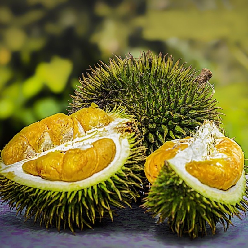 Durian - Seeds