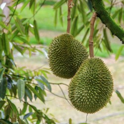 Durian - Seeds