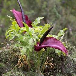 Dragon arum - Seeds