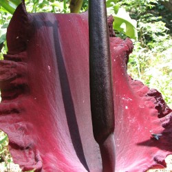 Dragon arum - Seeds